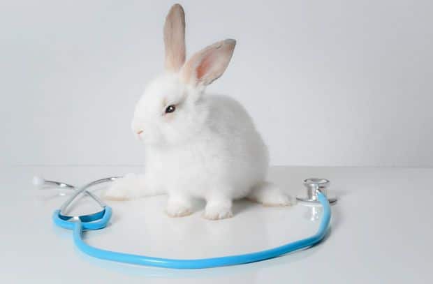 Taxe lapin