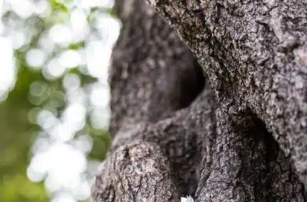 Devenir propriétaire : connaissez-vous cet arbre porte-bonheur qui exauce vos souhaits ?