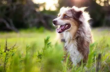 Chien et logement : le meilleur ami de l'Homme... et de l'agent immobilier ?